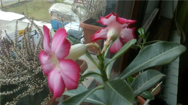 adenium